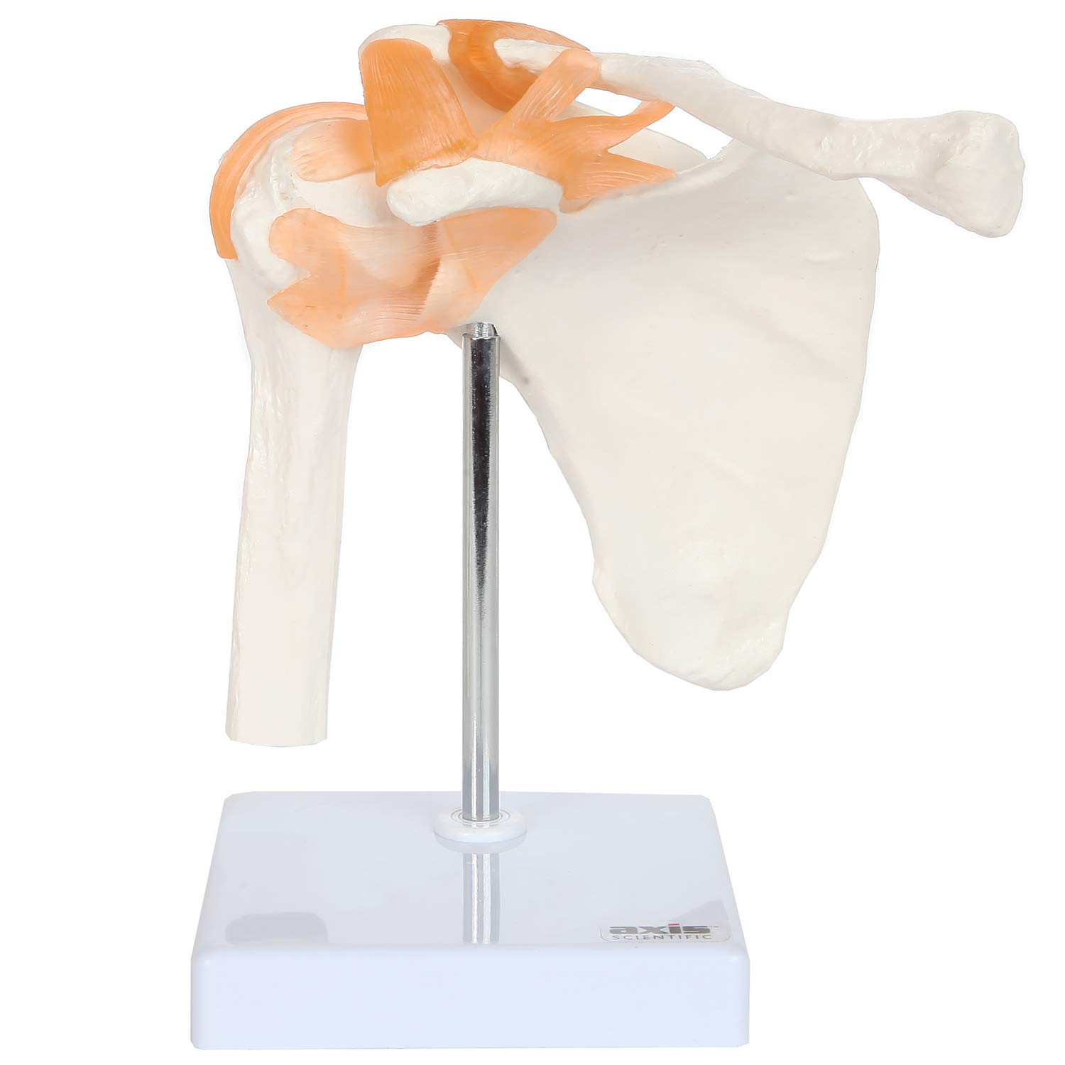 【Special Price】 赤子解剖オブジェ Amazon.com: Axis Scientific Human Shoulder Joint Model with